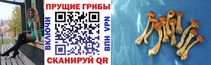 закладка  Советский  Галлюциногенные грибы MAGIC MUSHROOMS 